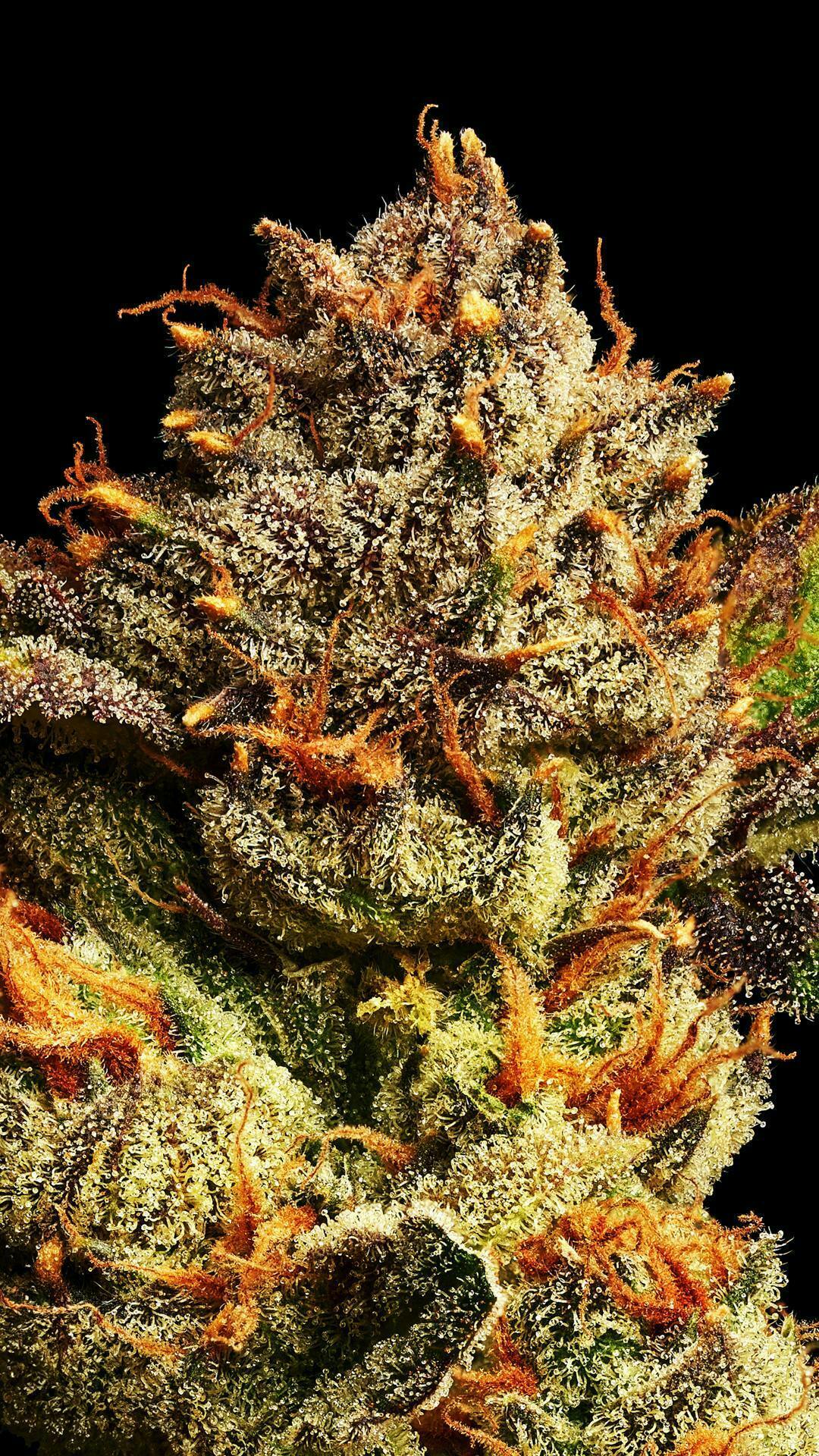 GOOD DAY FARM - GDF: Flower | Moroccan Peaches | 3.5g - 1