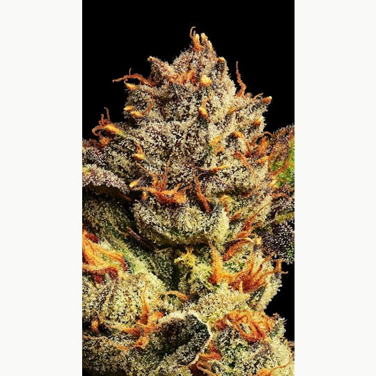 GOOD DAY FARM - GDF: Flower | Moroccan Peaches | 3.5g - 1