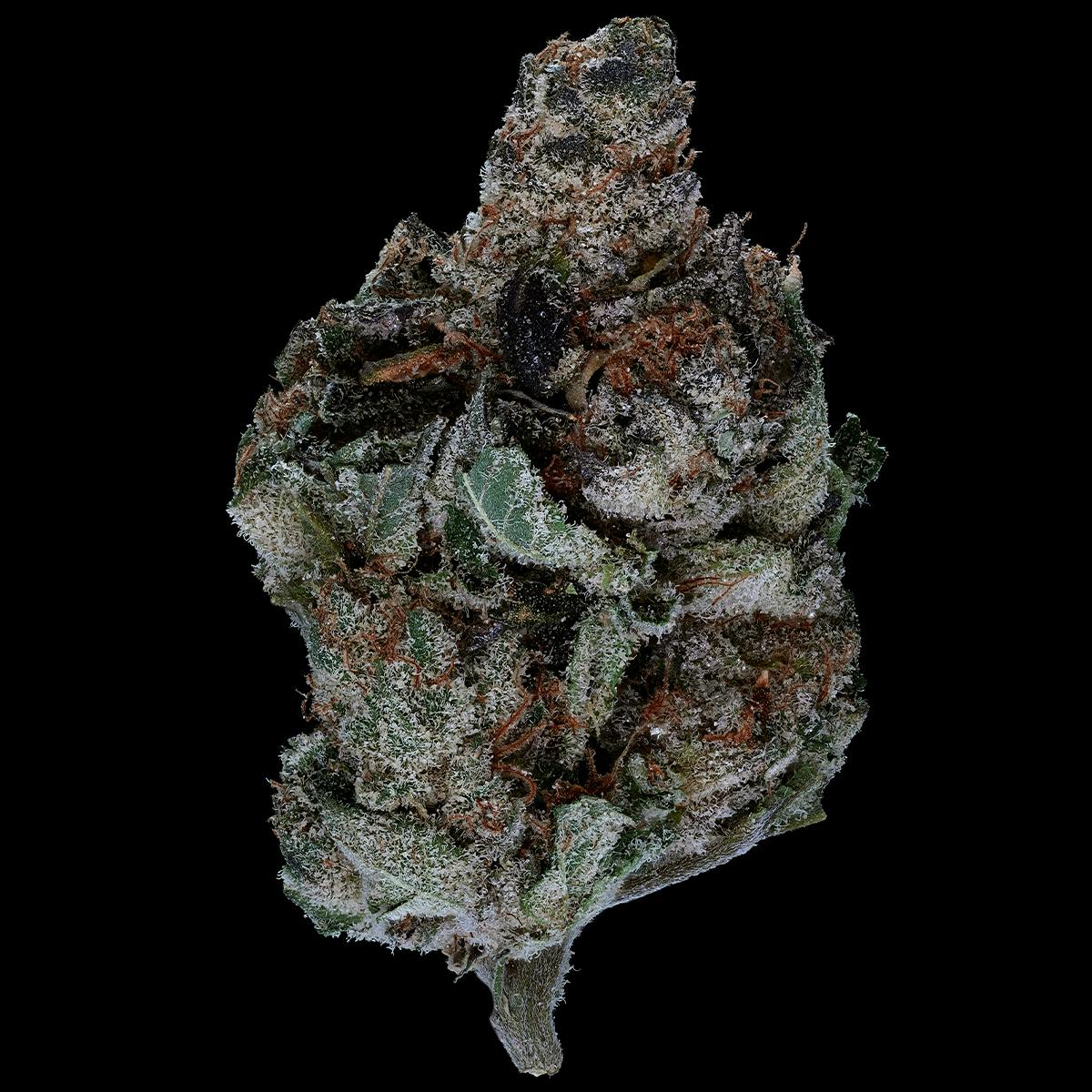 Prolific Growhouse - Sweet Dreams - 1