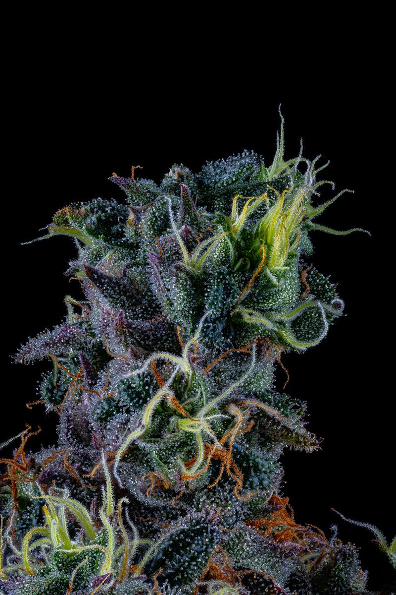 Prolific Growhouse - Kobe - 1