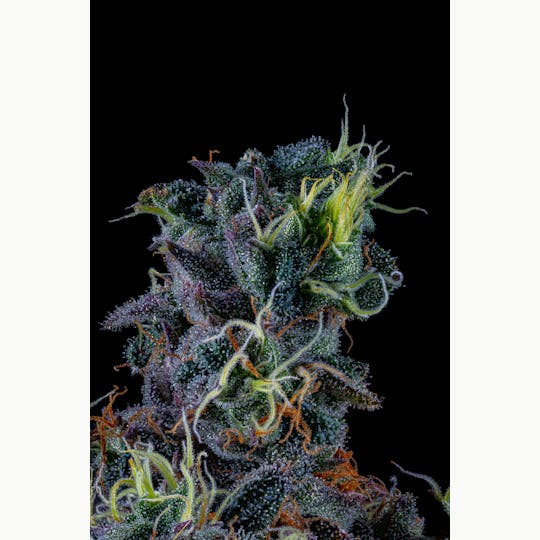 Prolific Growhouse - Kobe - 1