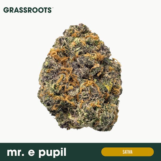 Grassroots - Mr. E Pupil Flower - 1