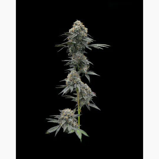 Society C - Society C | Gastro Pop | Smalls | 28g - 1