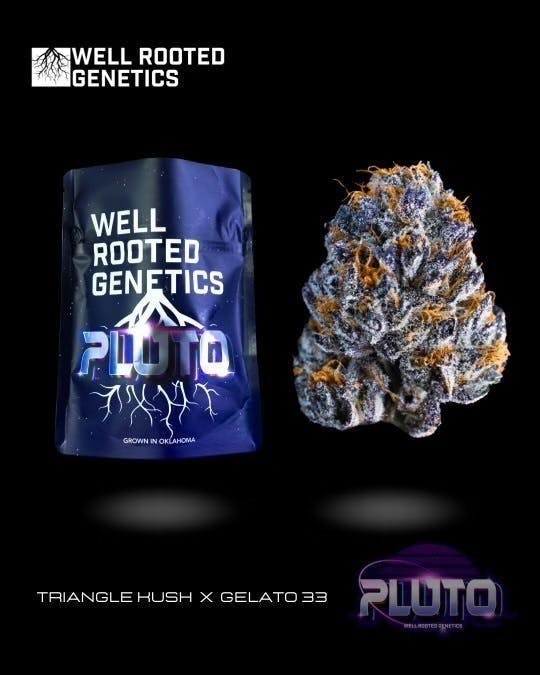Well Rooted Genetics - Well Rooted Genetics | Pluto | Big Buds | 3.5g - 1