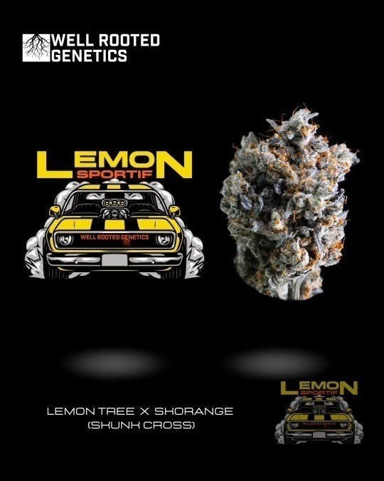 Well Rooted Genetics - Well Rooted Genetics | Lemon Sportiff | Big Buds | 3.5g - 1