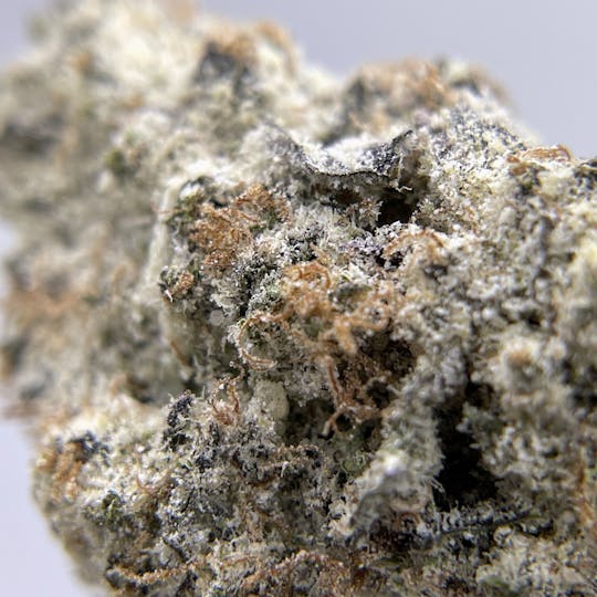 Twenty Two K / 22k - BLACK PEARL - Diamond Coated Indoor - Caribbean Passion - 3.5g | 1/8oz - 1