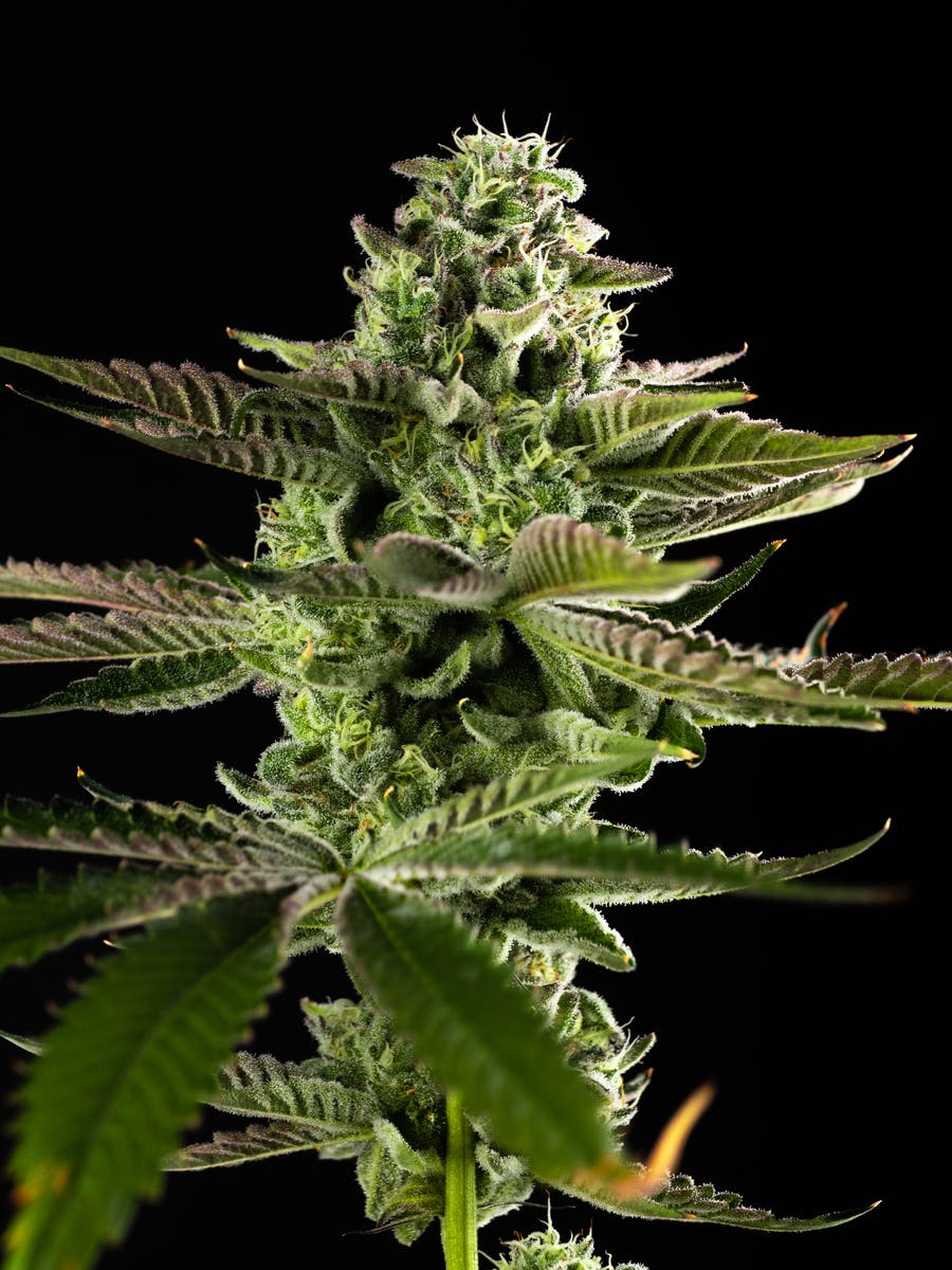 GOOD DAY FARM - GDF: Flower | ICC x AM | 28g - 1