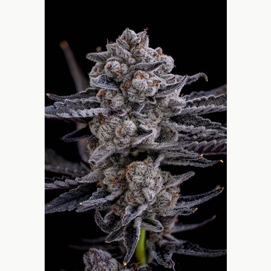 GOOD DAY FARM - GDF: Flower | El Chivo #20 | 14g - 1