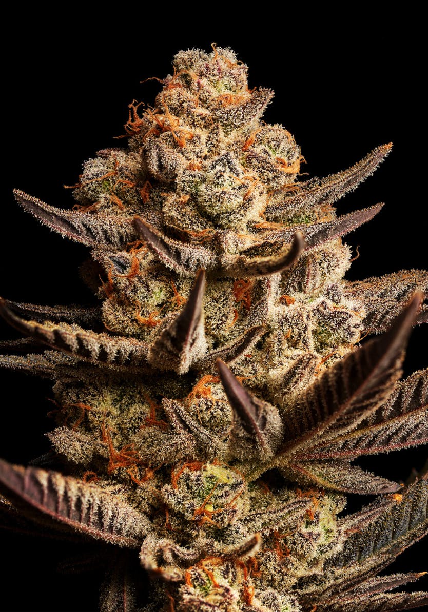 GOOD DAY FARM - GDF: Flower | Glitter Bomb | 28g - 1