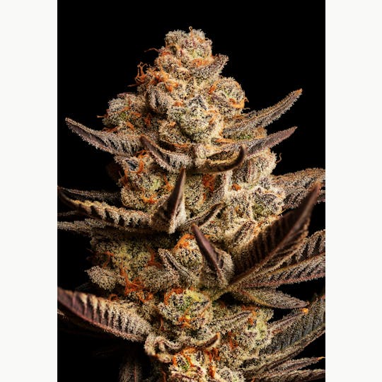 GOOD DAY FARM - GDF: Flower | Glitter Bomb | 28g - 1