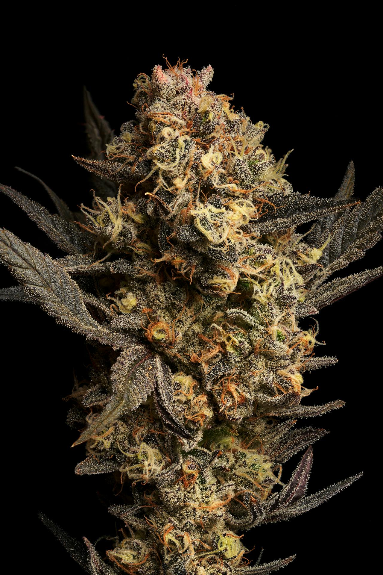 GOOD DAY FARM - GDF: Flower | GovernMint Oasis | 14g - 1