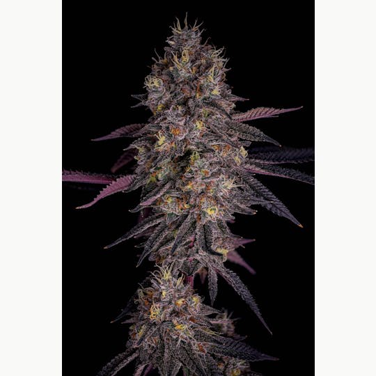 GOOD DAY FARM - GDF: Flower | Grape Junky #7 | 3.5g - 1