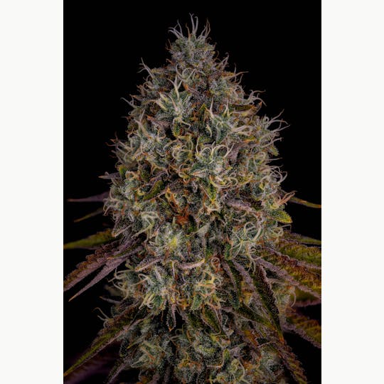 GOOD DAY FARM - GDF: Flower | Malibu Mirage | 28g - 1