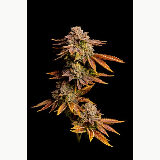 GOOD DAY FARM - GDF: Flower | Rainbow Belts | 14g - 1