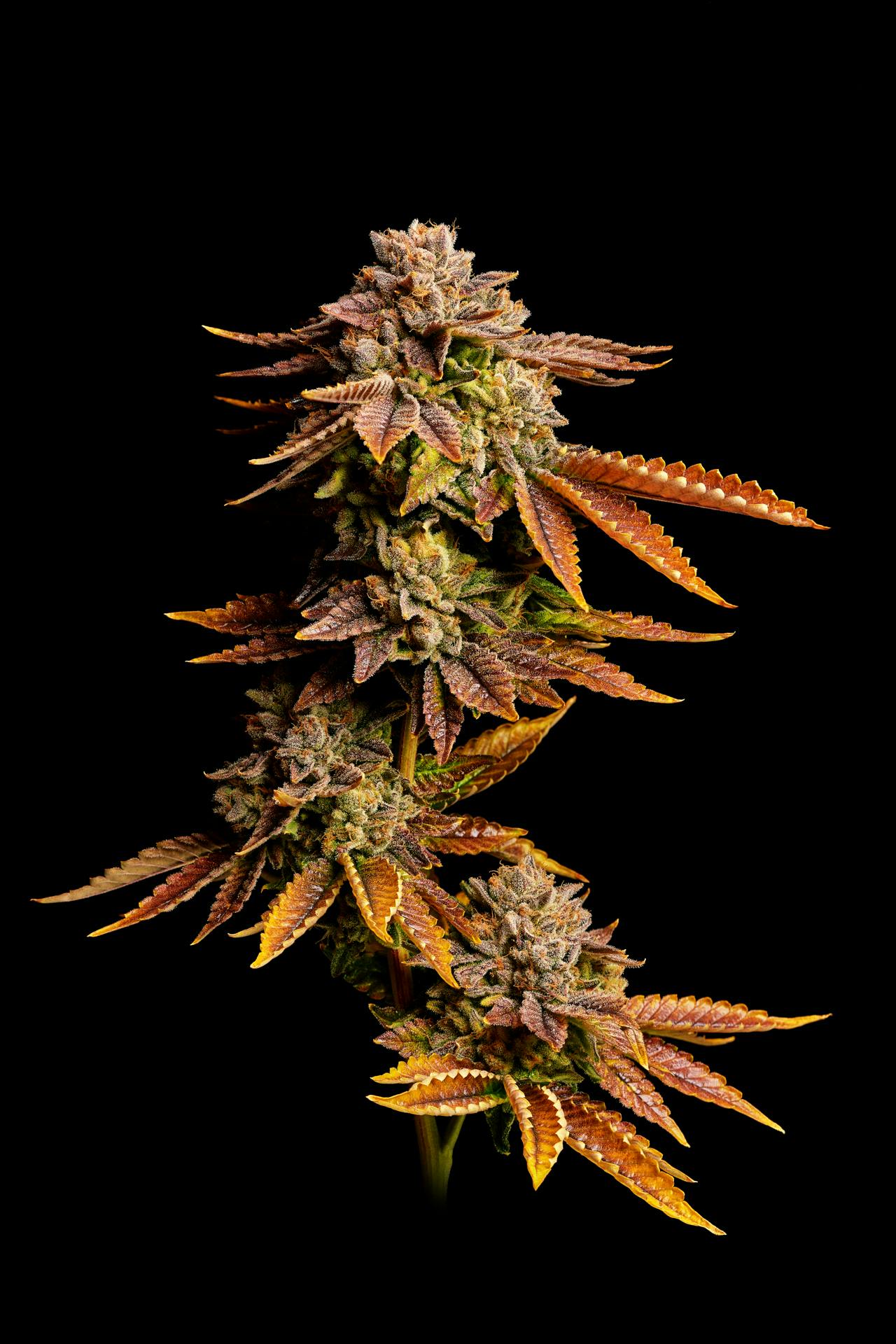 GOOD DAY FARM - GDF: Flower | Rainbow Belts | 28g - 1