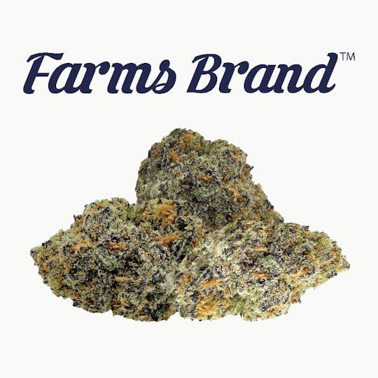 Farms Brand - Lava Cake 7g Smalls Jar - Farms Brand - 1