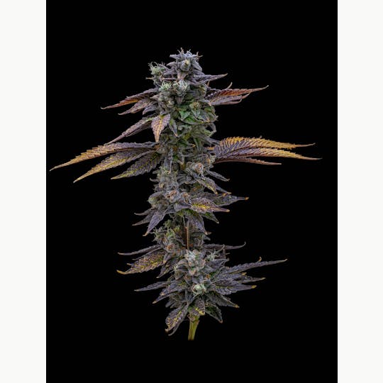 GOOD DAY FARM - GDF: Flower | Eggroll x Grape Gas | 3.5g - 1