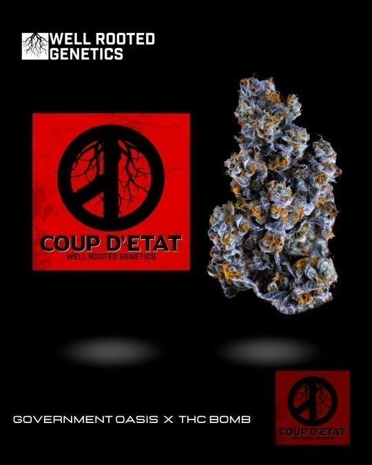 Well Rooted Genetics - Well Rooted Genetics | Coup D'Etat | Big Buds | 3.5g - 1