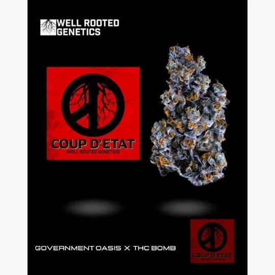 Well Rooted Genetics - Well Rooted Genetics | Coup D'Etat | Big Buds | 3.5g - 1