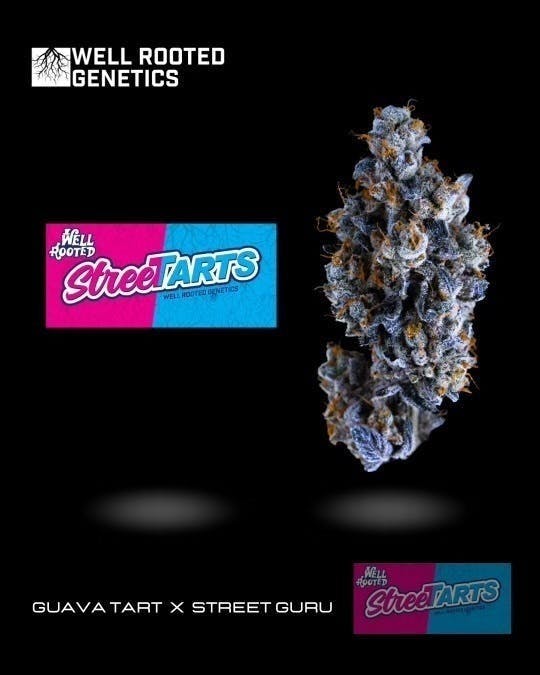 Well Rooted Genetics - Well Rooted Genetics | Street Tartz | Big Buds | 3.5g - 1