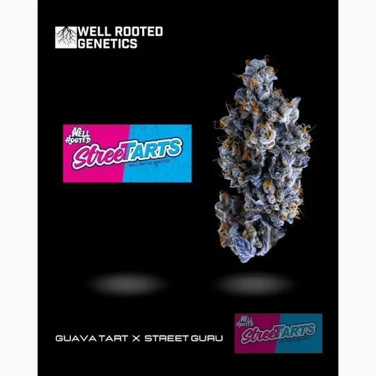 Well Rooted Genetics - Well Rooted Genetics | Street Tartz | Big Buds | 3.5g - 1
