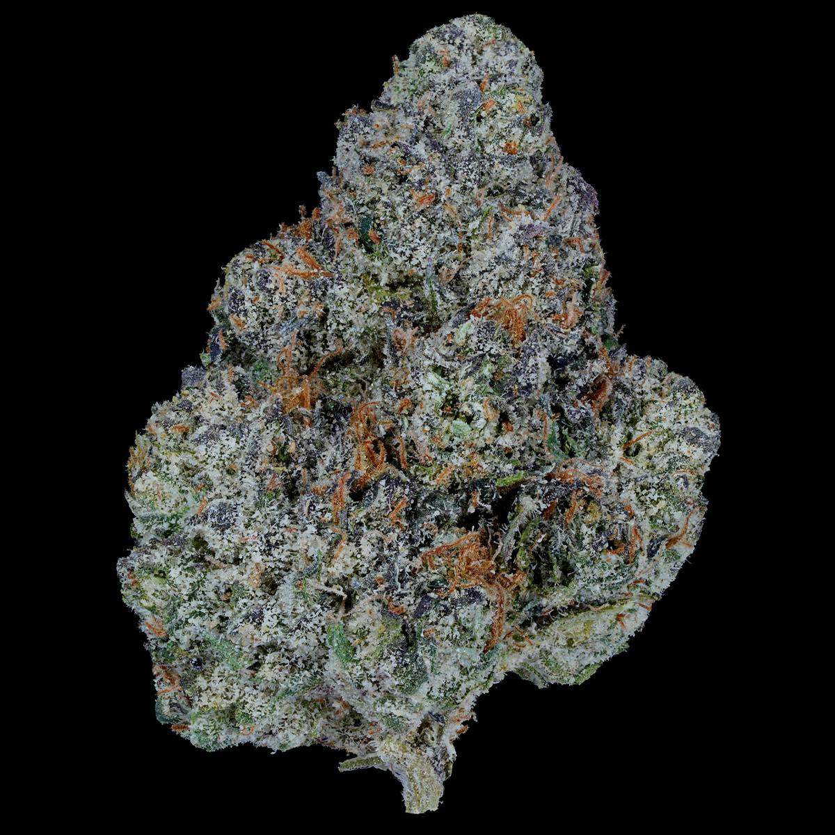 Prolific Growhouse - Prolific Runtz - 1