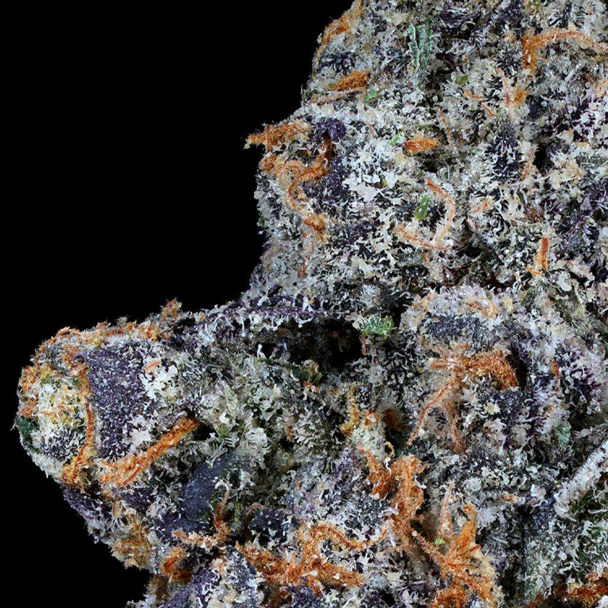 Prolific Growhouse - 41 Sunset - 1