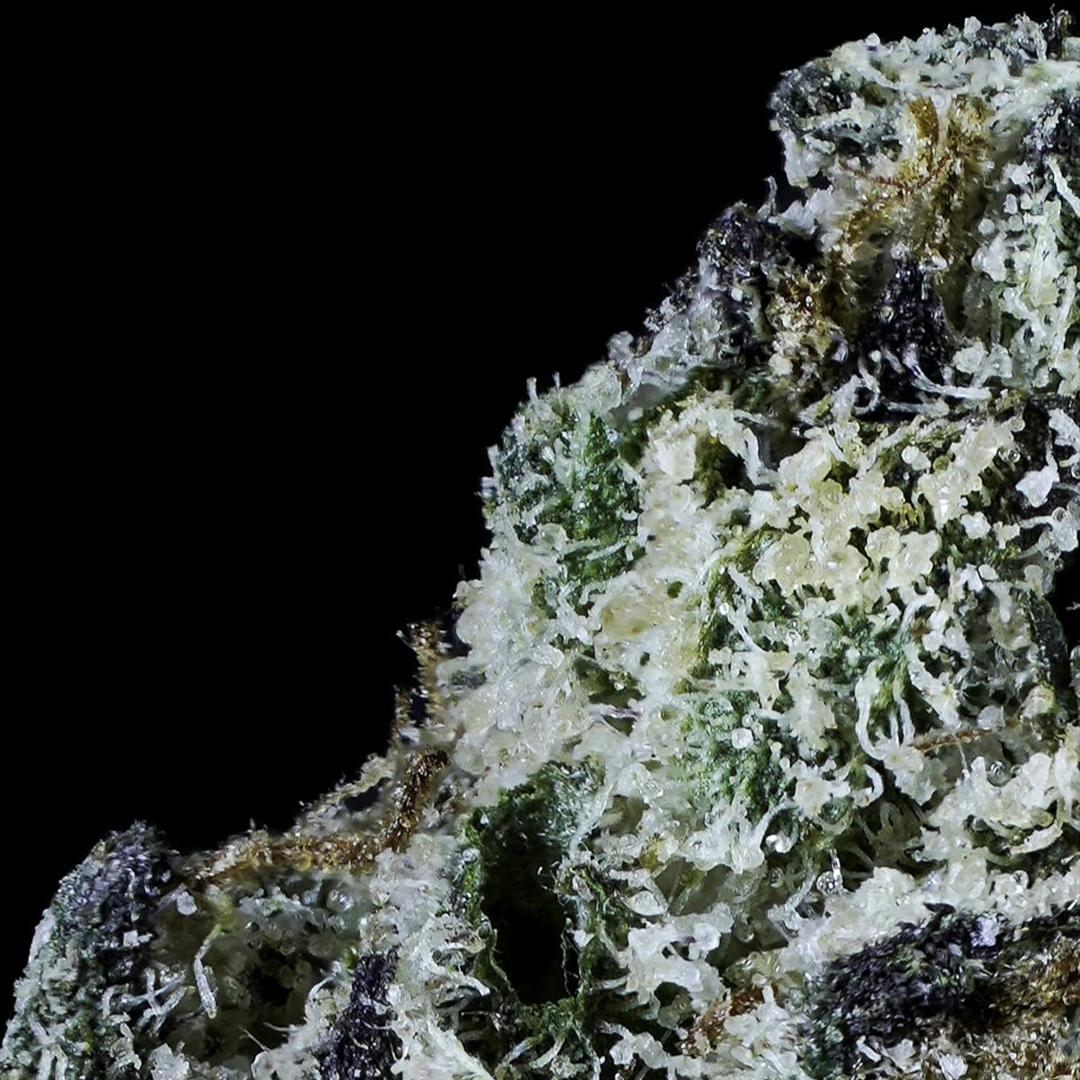 Prolific Growhouse - Cherry ZLurpee - 1