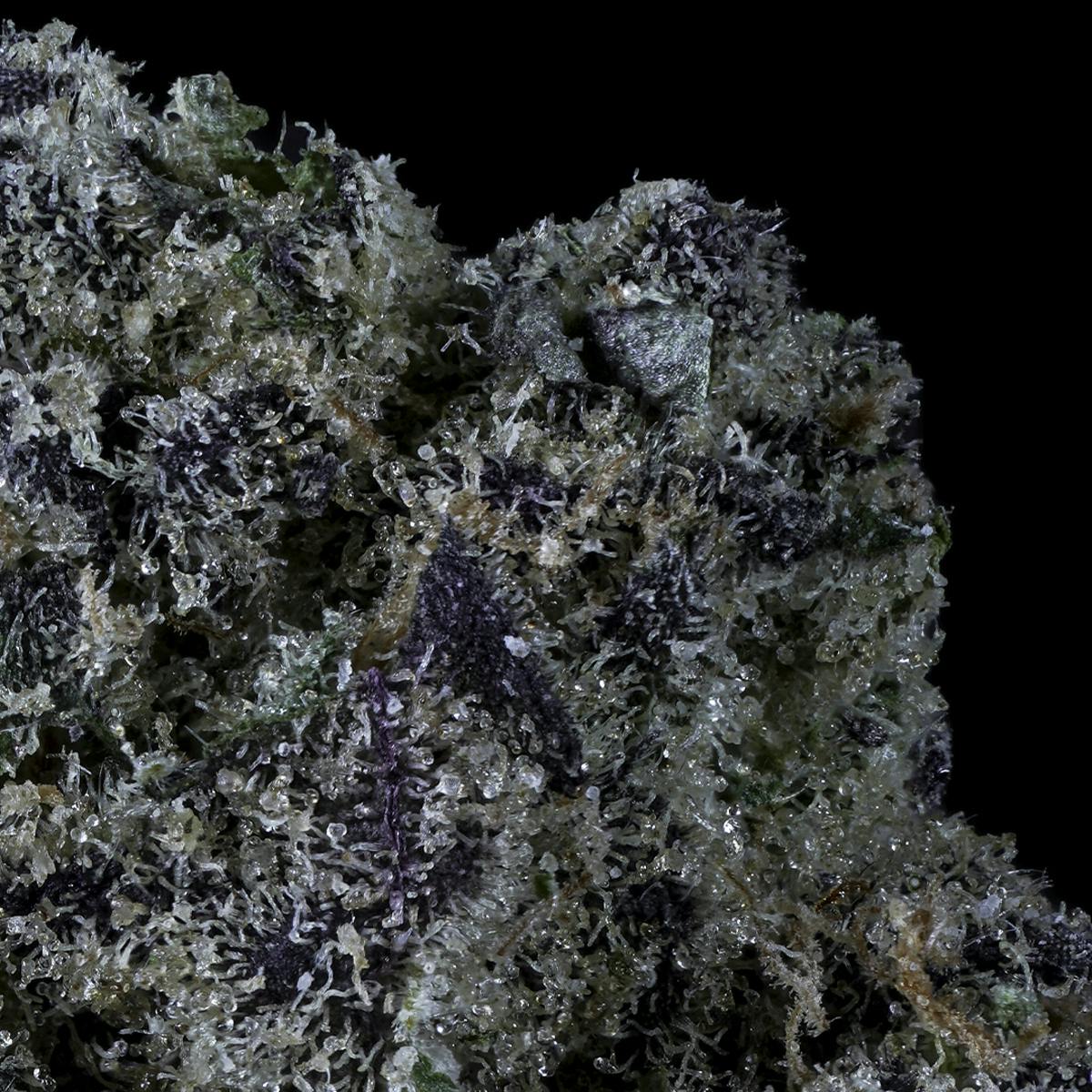 Prolific Growhouse - Black Velvet - 1