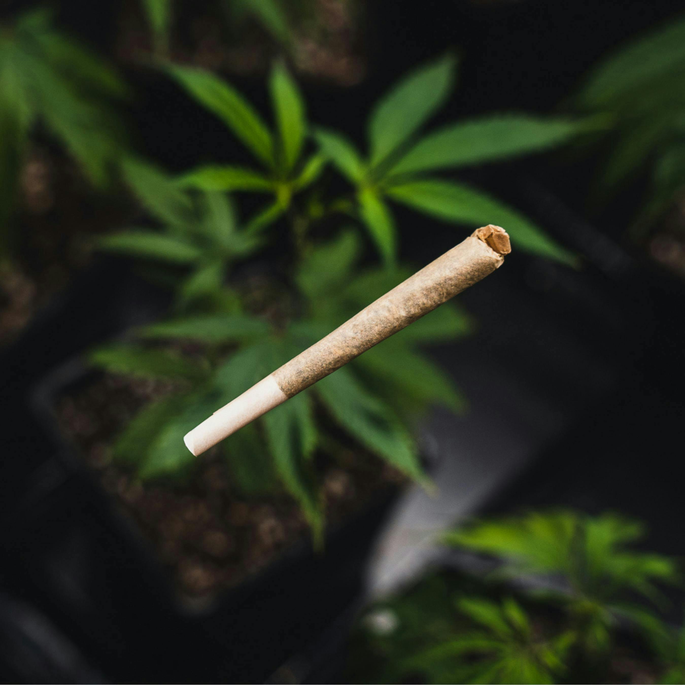Kind Love Brand - Kind Love | Blue Dream | Joint | 1g - 1
