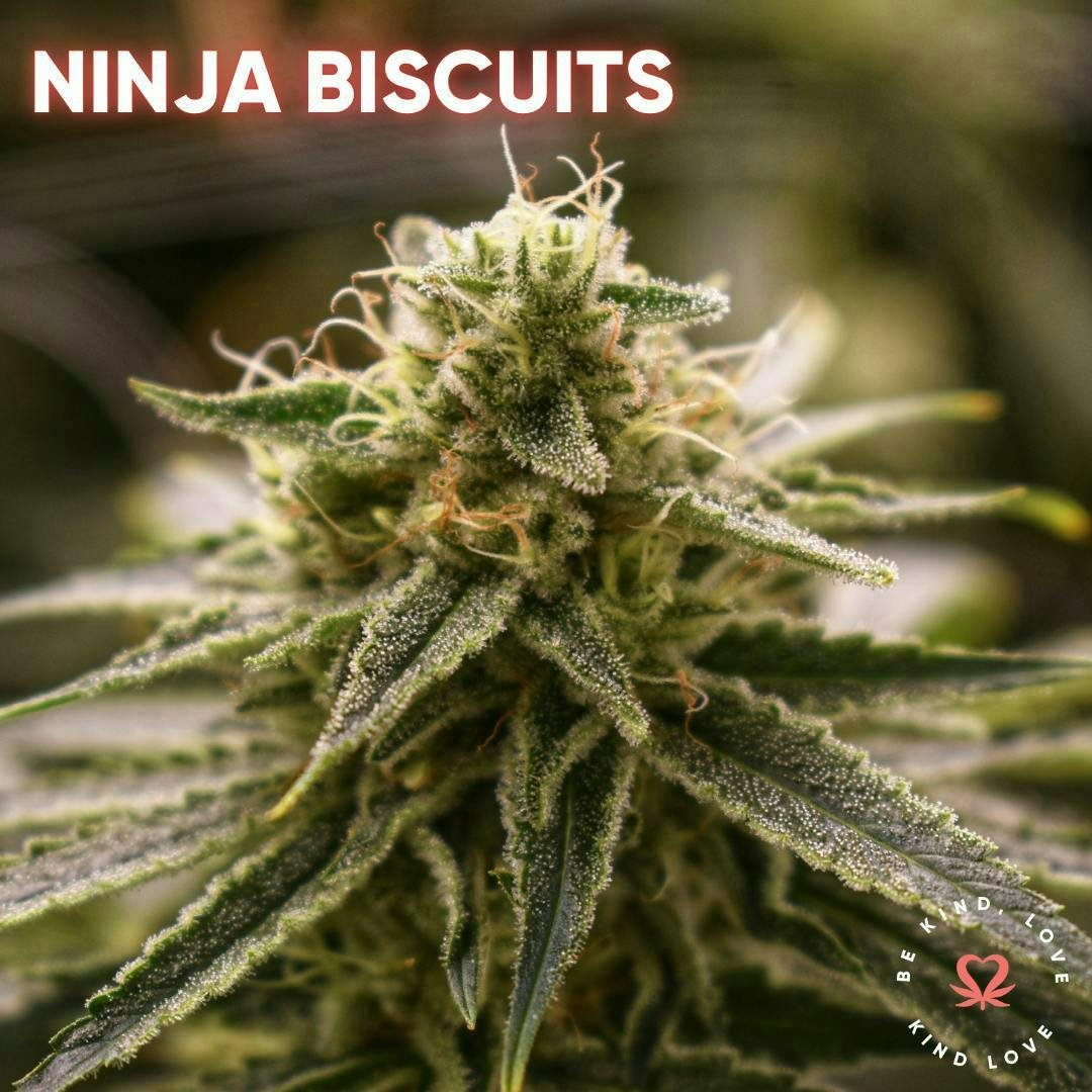 Kind Love Brand - Kind Love | Ninja Biscuits | Flower - 1