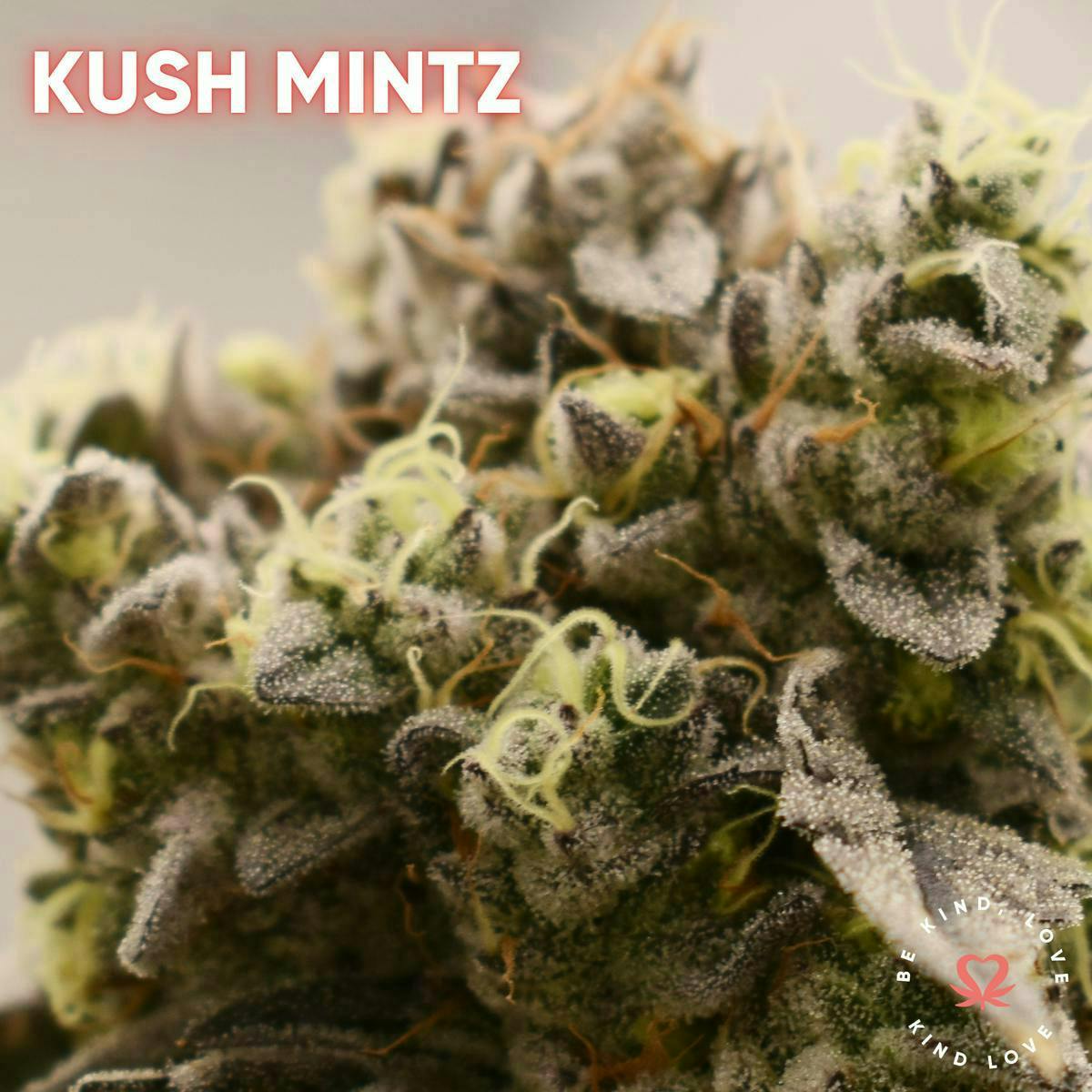 Kind Love Brand - Kind Love | Kush Mints | Flower - 1