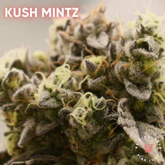 Kind Love Brand - Kind Love | Kush Mints | Flower - 1