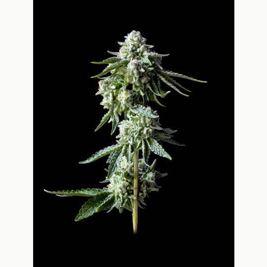 LAX PACKS - Blue dream 14g - 1
