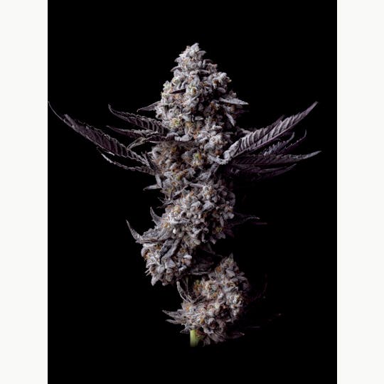 LAX PACKS - Blue keyz 7g - 1