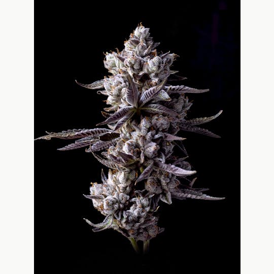 LAX PACKS - Cabin fever 14g - 1