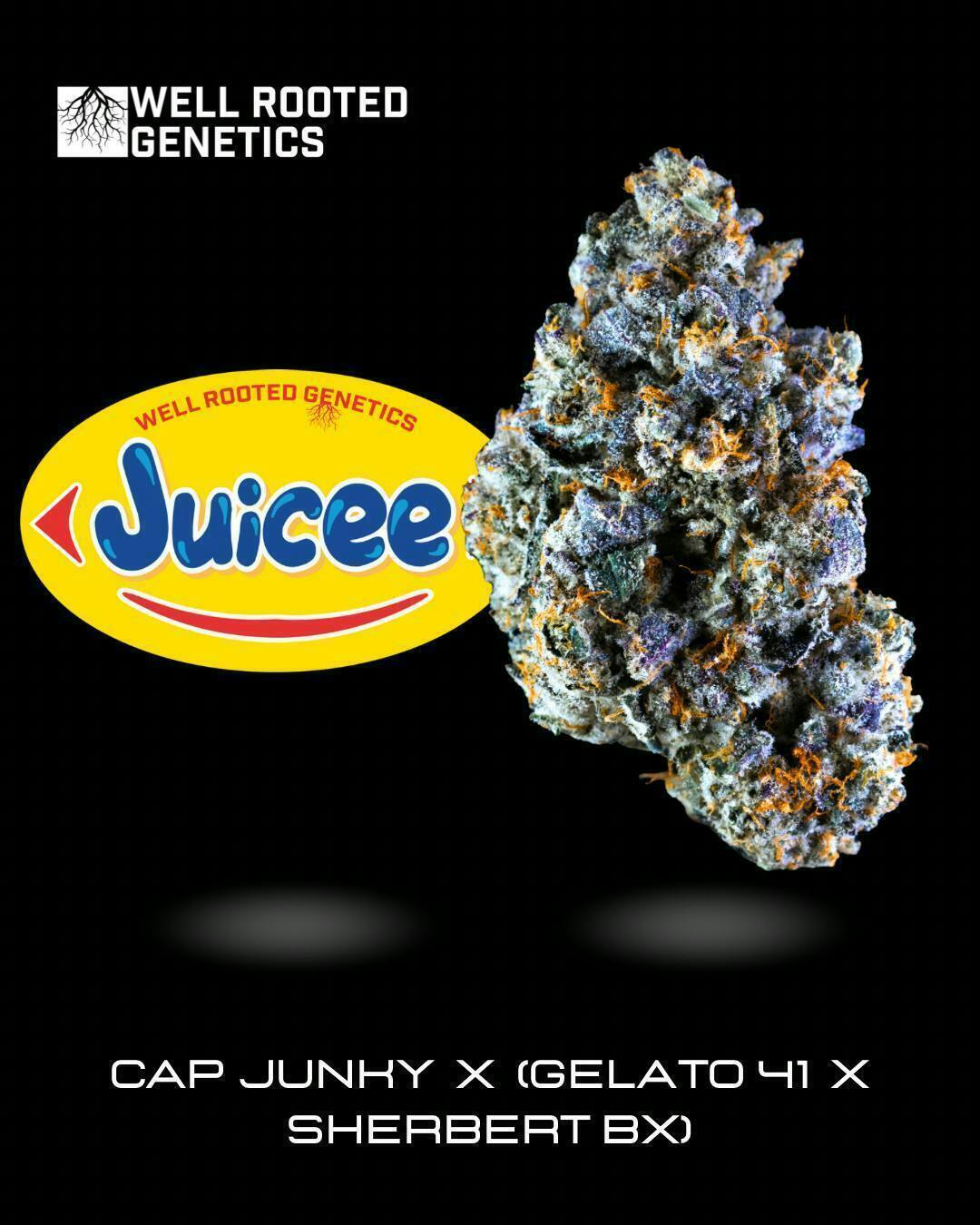 Well Rooted Genetics - Well Rooted Genetics | Juicee | Big Buds | 3.5g - 1