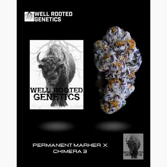 Well Rooted Genetics - Well Rooted Genetics | Great White Buffalo | Big Buds | 3.5g - 1
