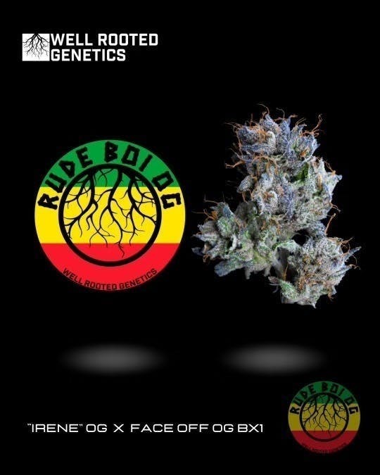 Well Rooted Genetics - Well Rooted Genetics | Rude Boi OG | Big Buds | 3.5g - 1
