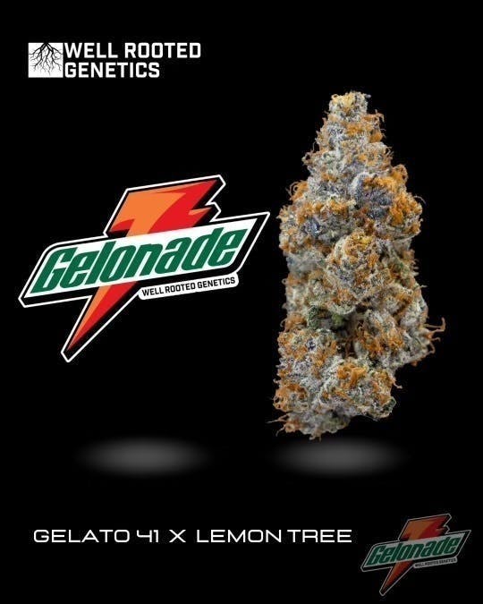 Well Rooted Genetics - Well Rooted Genetics | Gelonade | Big Buds | 3.5g - 1