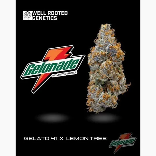Well Rooted Genetics - Well Rooted Genetics | Gelonade | Big Buds | 3.5g - 1