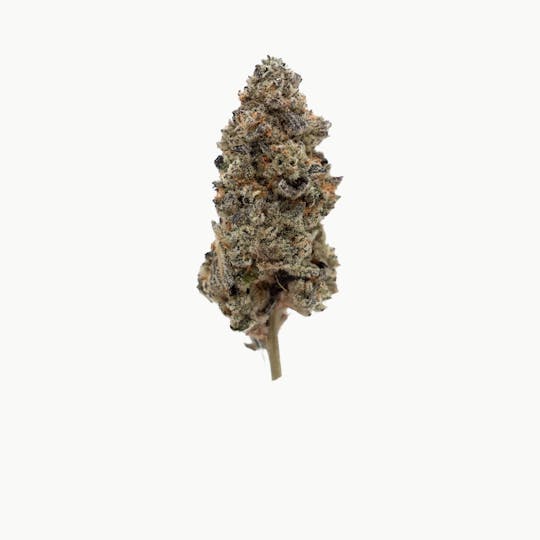 LegaSea Farms - Jungle Pie Flower - 1