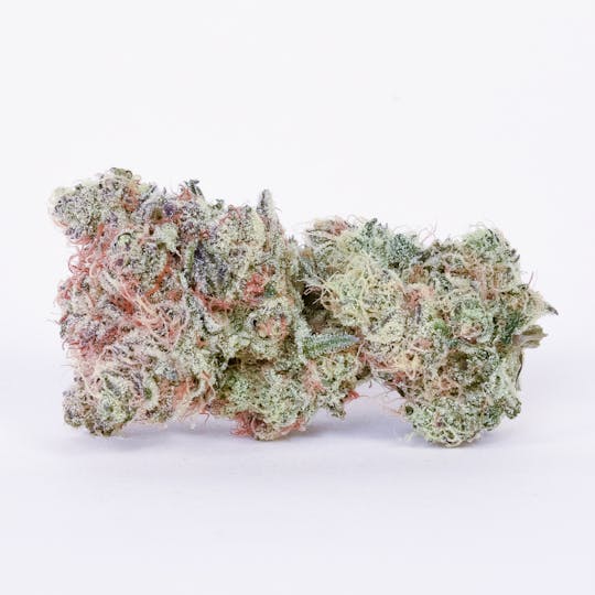 Pure Beauty - Gizmo's Oasis | 14.17g Indoor - 1