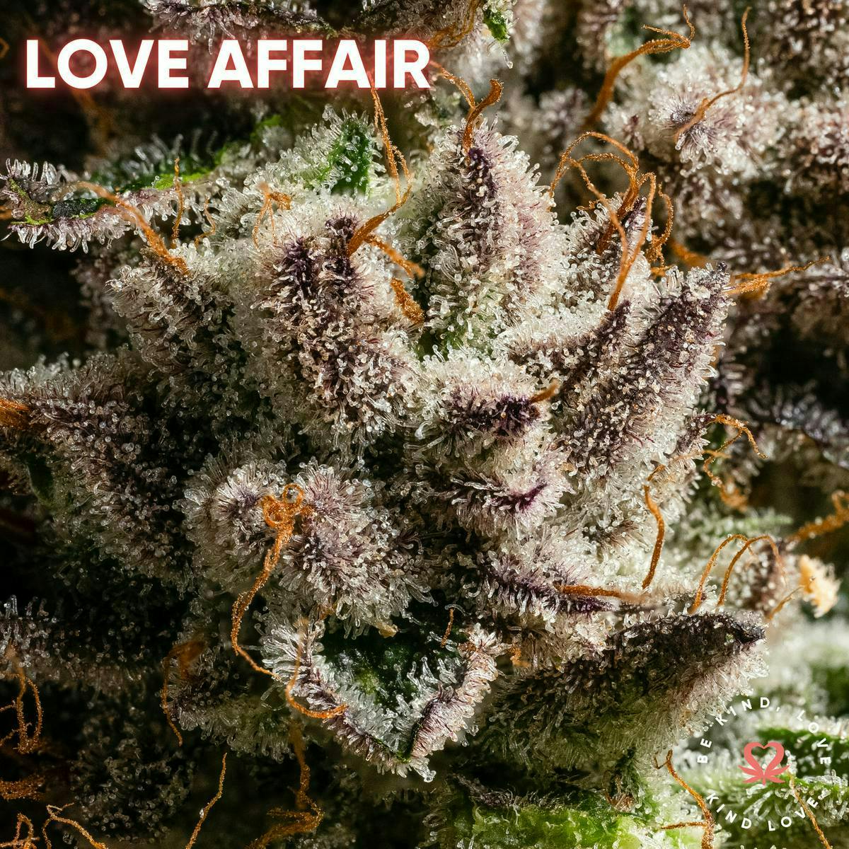 Kind Love Brand - Kind Love | Love Affair | Flower - 1