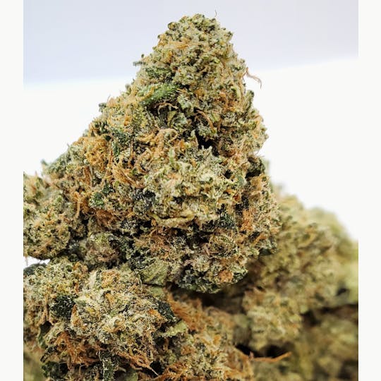 World Class Cannabis - Black Mamba - 1