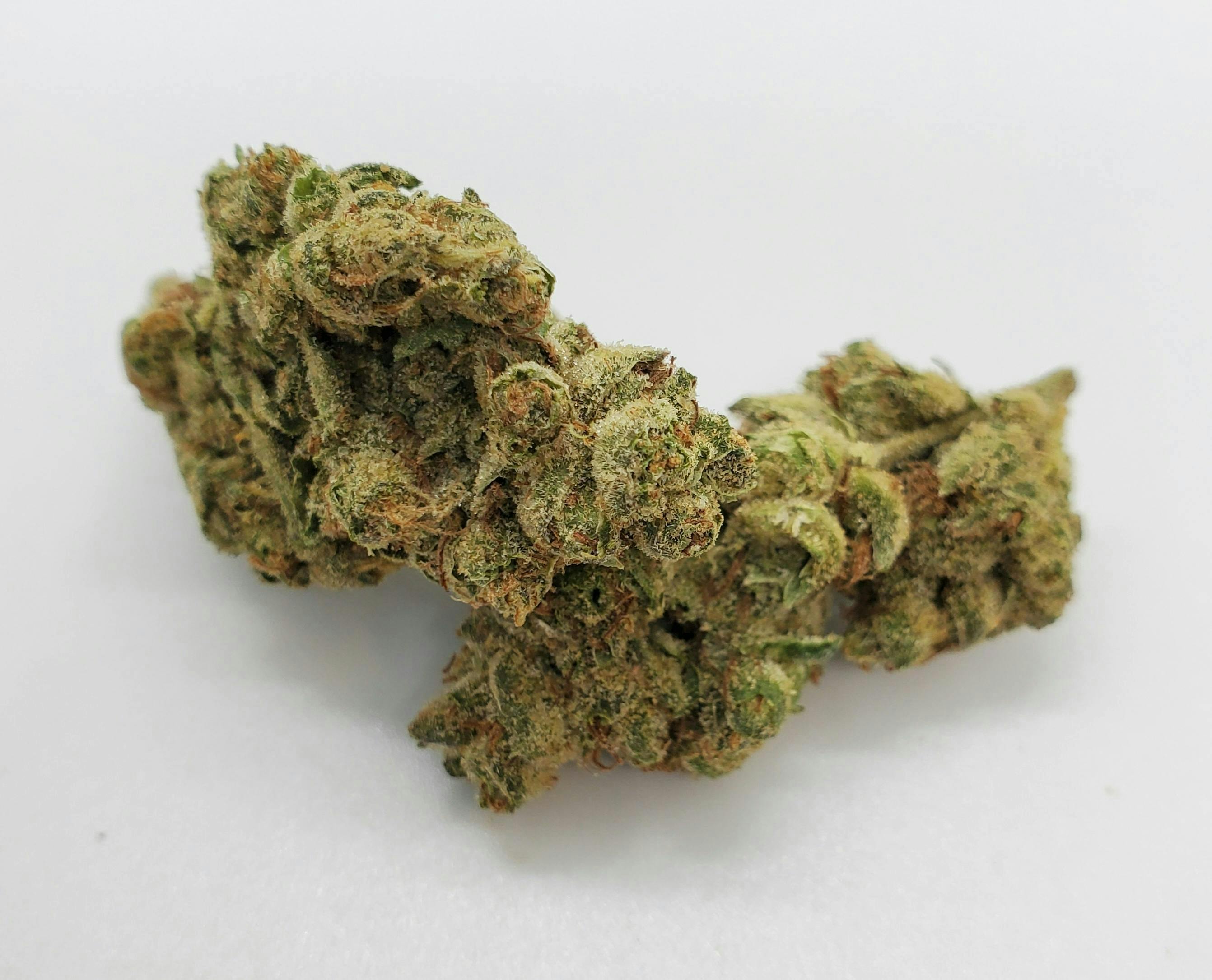 AREA 626 - Area 626 | GMO | Big Buds - 1