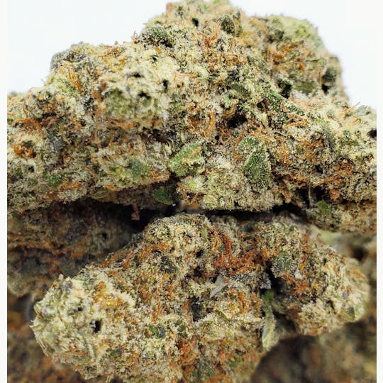 World Class Cannabis - Mango Haze - 1
