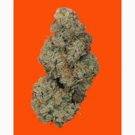 IC Collective - ICC | Alley Cat | Big Buds | 3.5G - 1