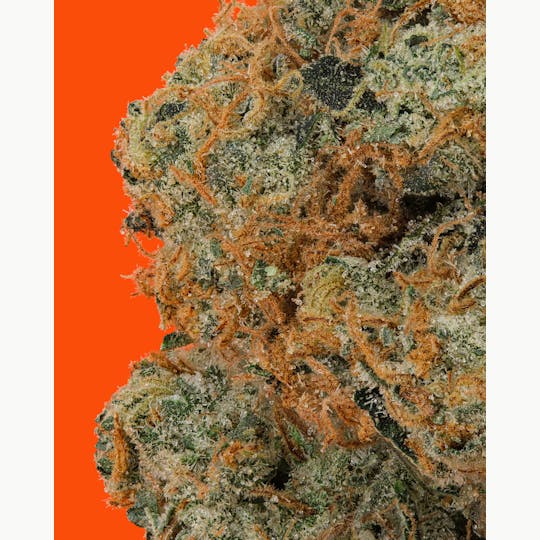 IC Collective - SWEET STING - 1