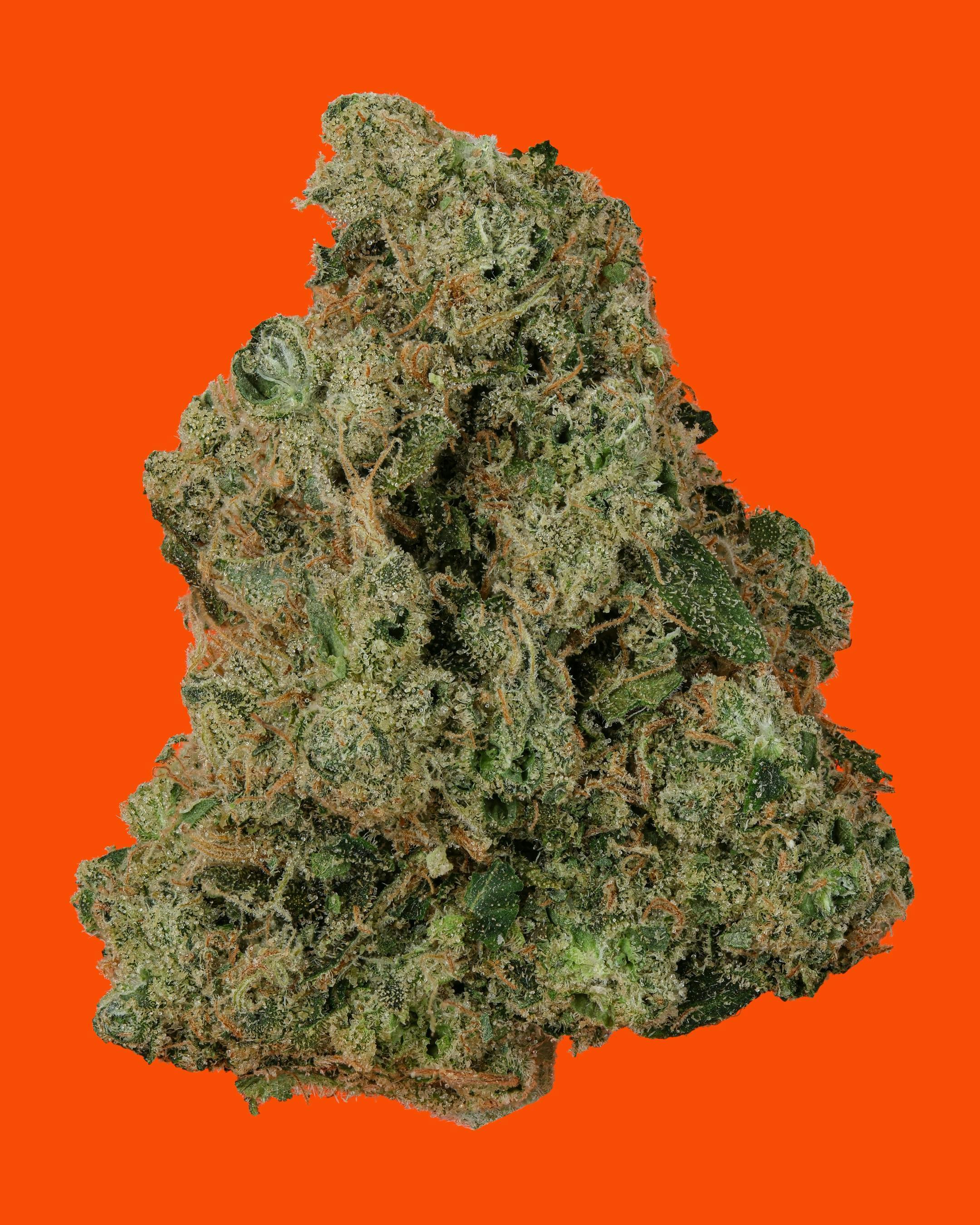 IC Collective - ICC | OMFG | Big Buds | 14G - 1